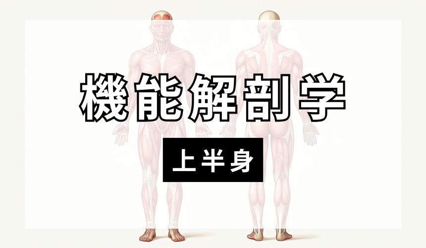 機能解剖学【上半身】
