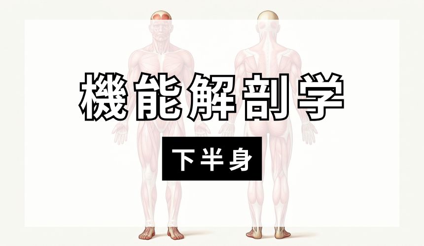 機能解剖学【下半身】