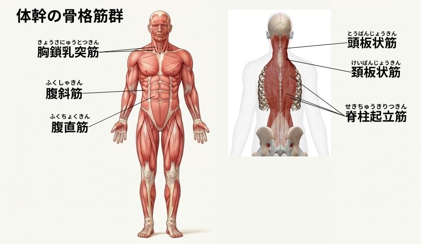 機能解剖学【体幹】