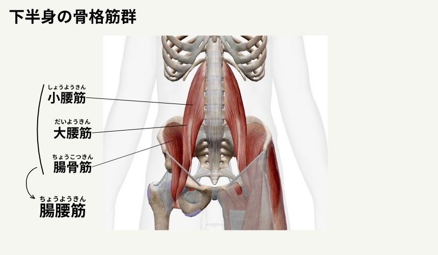 機能解剖学【下半身】