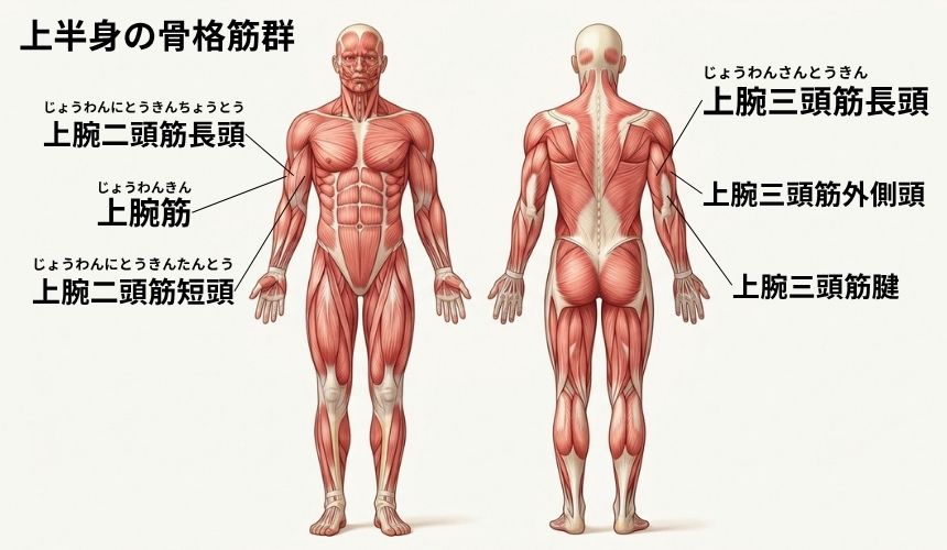 機能解剖学【上半身】