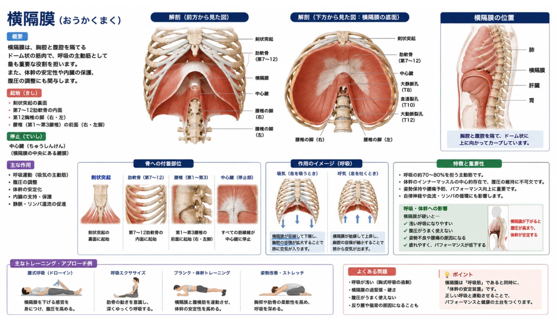 機能解剖学【体幹】