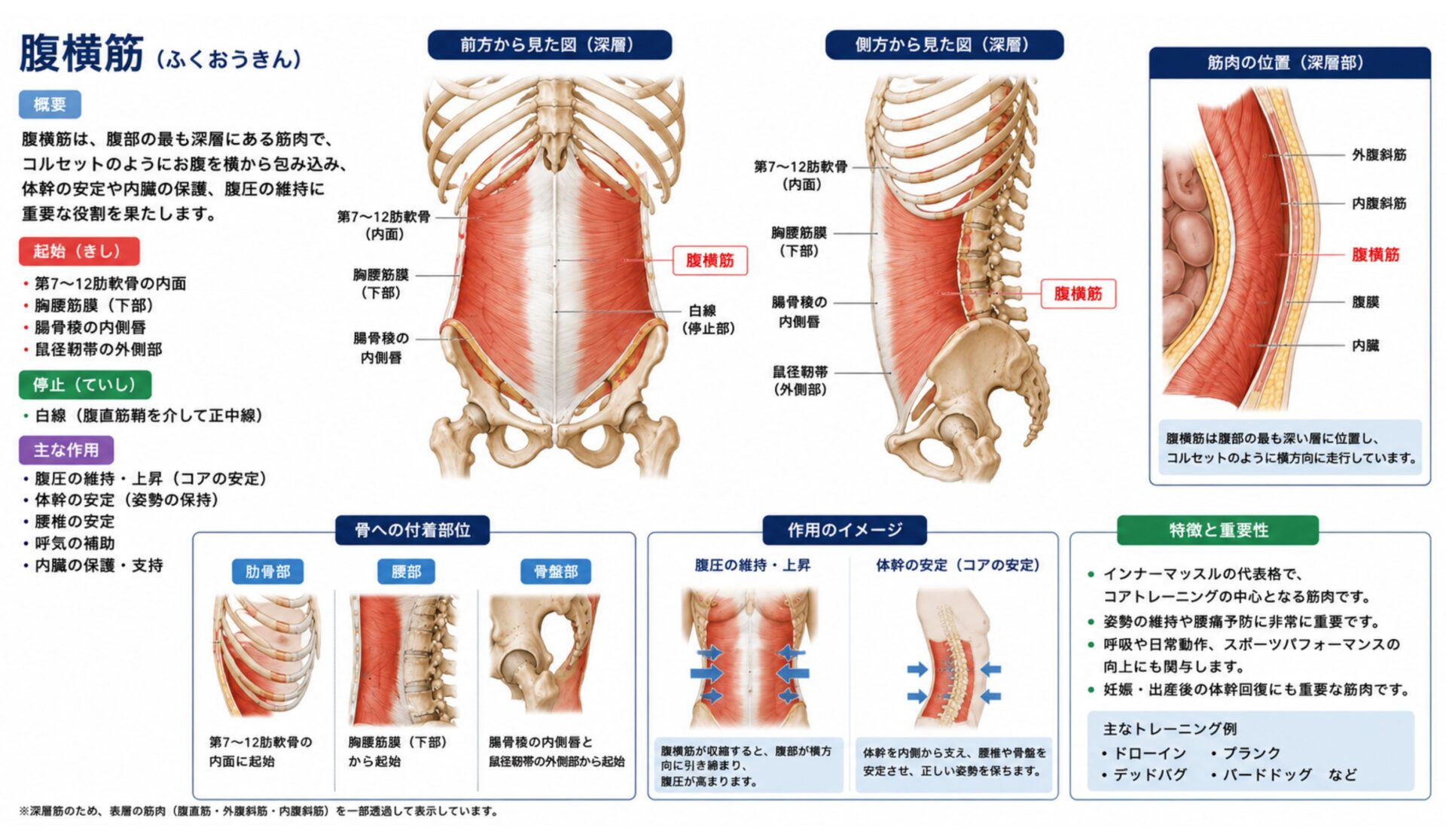 機能解剖学【体幹】