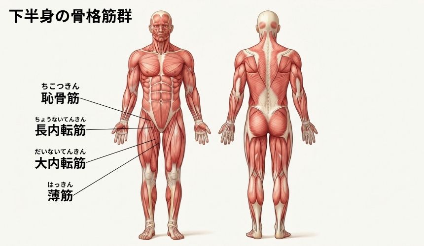 機能解剖学【下半身】