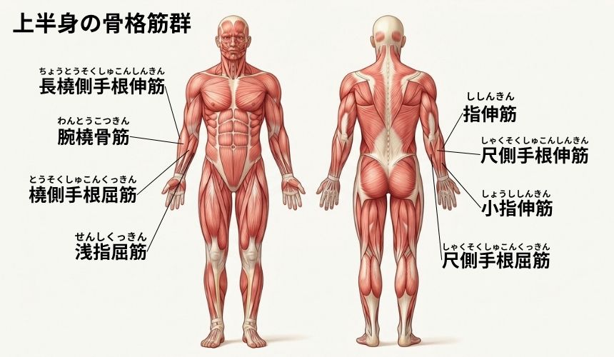 機能解剖学【上半身】
