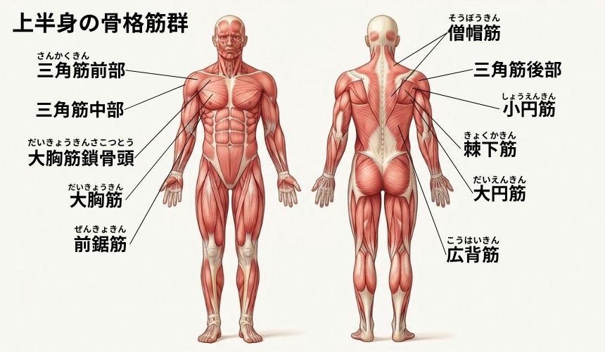 機能解剖学【上半身】